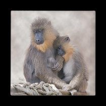 Mandrill and Young Magnet