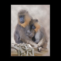 Mandrill and Young Postcard