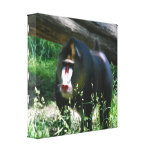 Mandrill Canvas Print canvas prints