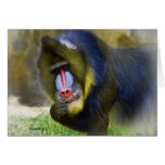 Mandrill   (digital art) cards