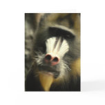 Mandrill Face  Greeting Card