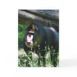 Mandrill Greeting Card