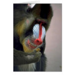 Mandrill Head cards
