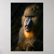Mandrill Monkey Print