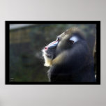 Mandrill posters