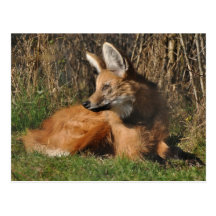 Maned wolf photo post cards