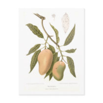 Mango Postcards