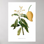 Mango posters