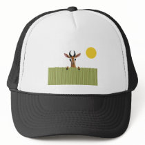 Mango the Gazelle Peek-a-boo