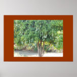 MANGO TREE posters