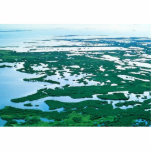 Mangrove Swamp in Florida Acrylic Cut Outs