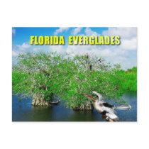 Mangrove Trees & Anhinga, Florida Everglades Post Card