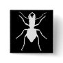 Manticora tuberculata pinback button