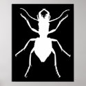 Manticora tuberculata posters