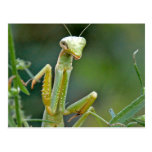 Mantis 475 Postcard
