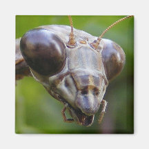 Mantis Face ~ magnet