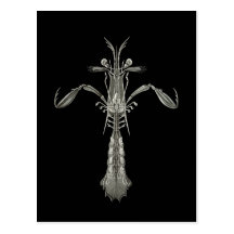 Mantis Shrimp Postcards
