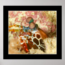 Mantis Shrimp Print