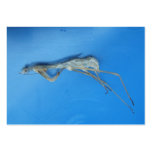 Mantis Skin ~ ATC business cards