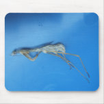 Mantis Skin ~ mousepad