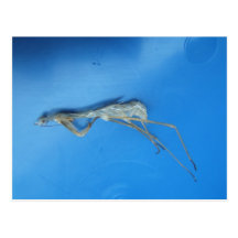 Mantis Skin ~ postcard