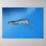 Mantis Skin ~ print