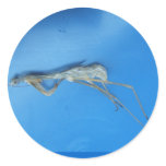 Mantis Skin ~ sticker