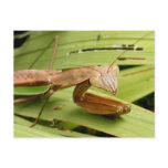 Mantiscard 83 ~ postcard