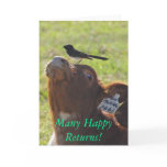 Many Happy Returns! Greeting Cards