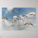 Many Seagulls Poster posters