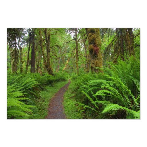 Maple Glade trail, ferns and moss covered Photographic Print