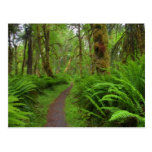 Maple Glade trail, ferns and moss covered Postcard