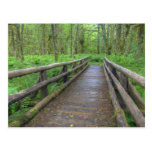 Maple Glade trail wooden bridge, ferns and Postcard