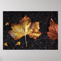 Maple Leaf In The Rain posters