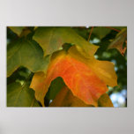 Maple Leaf posters