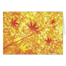 Maple leaves, close-up greeting cards