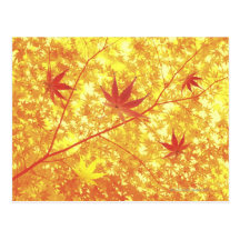 Maple leaves, close-up postcard