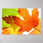 Maple leaves close up posters