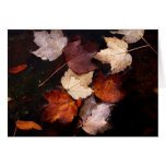 Maple leaves in pond greeting cards