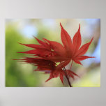 "Maple" posters