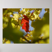 Maple Red Poster