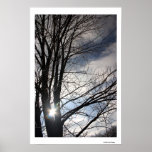 Maple Sky Poster