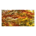 Maple tree foliage customised photo card