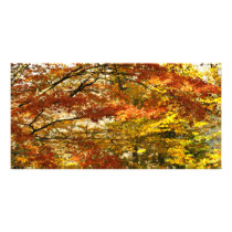 Maple tree foliage customised photo card