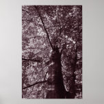 Maple Tree in Sepia Canvas Poster