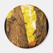 Maple Tree Three Poster Print Fridge Magnets