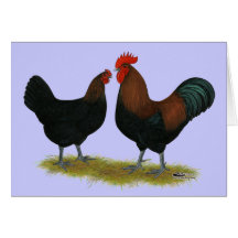Marans Black Copper Card