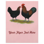 Marans Black Copper flyers