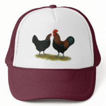 Marans Black Copper Hat