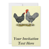 Marans:  Cuckoo Pair